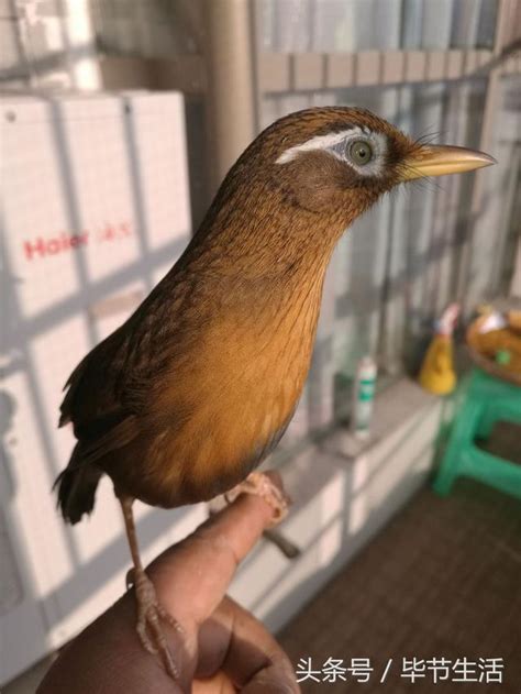 畫眉鳥可以養嗎|詳細的畫眉鳥飼養與訓練